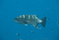 BD-150422-Maldives-7661-Plectropomus-laevis-(Lacepède.-1801)-[Blacksaddled-coralgrouper].jpg
